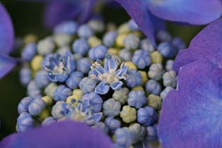 Meiji111_2